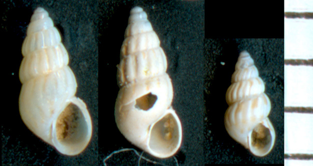 Pusillina philippi???